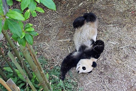 Pandas Break Mating Record With 40 Minute Sex Marathon