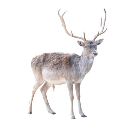 Wild Animal Mammal Fallow Deer 36521256 Png