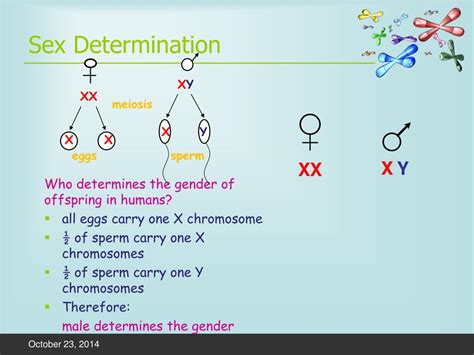 Ppt Sex Determination Nondisjunction Disorders Powerpoint