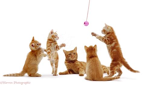 Ginger cat and kittens playing photo WP01039