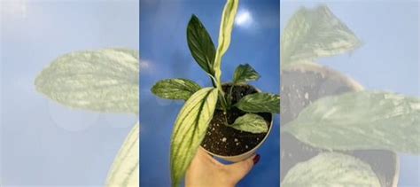 Спатифиллум сенсация вариегатная купить в Иркутске | Товары для дома и ...