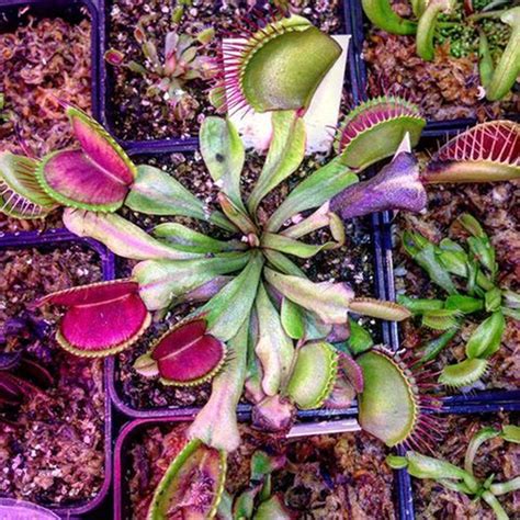 Jual Tanaman Karnivora Venus Fly Trap Chunky Kab Tangerang Lapak