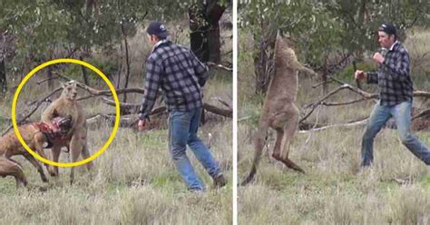 Un Hombre Se Viraliza Al Dar Un Pu Etazo A Un Canguro Que Estaba