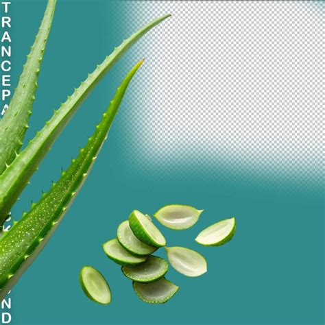 Premium Psd Aloe Vera Png Isolated On Transparent Background