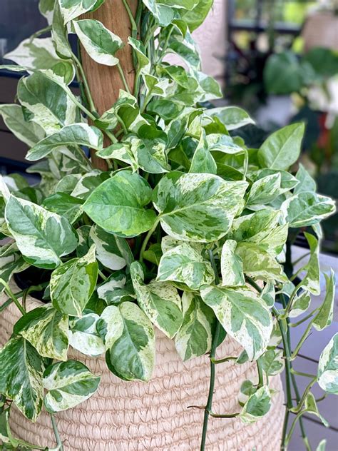 Pothos Varieties You Need Now for Your Plant Collection - AroidWiki
