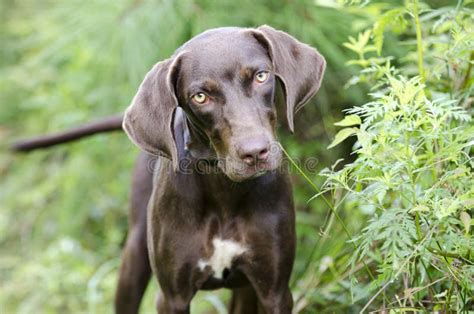 褐巧克力色weimaraner尖被混合的品种狗 库存照片 图片 包括有 男性 指针 舌头 阉割 棕褐色 98035658