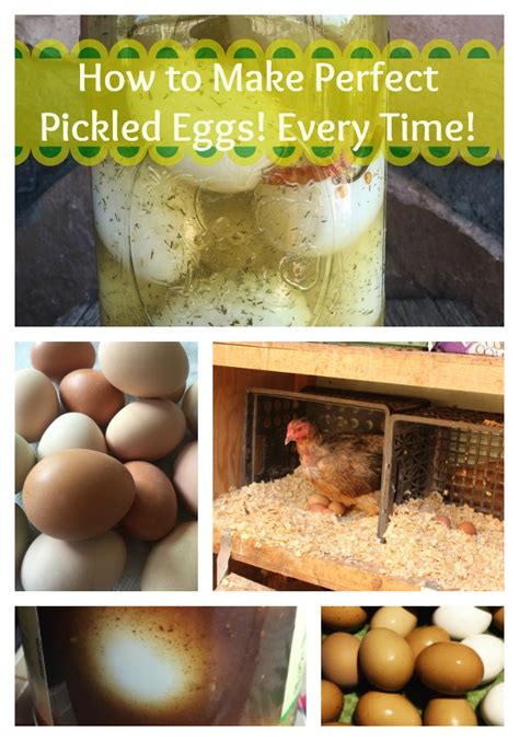 How To Make Perfect Pickled Eggs — All Posts Healing Harvest Homestead