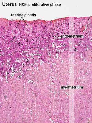 Proliferative Phase Of The Menstrual Cycle Overview Definition