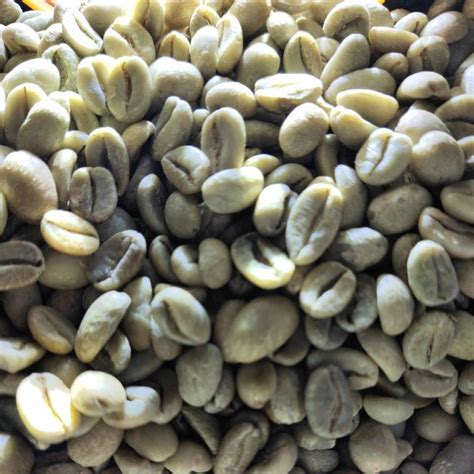 Jual Biji Kopi Arabika Arabica Greenbean Green Bean Beans Mentah