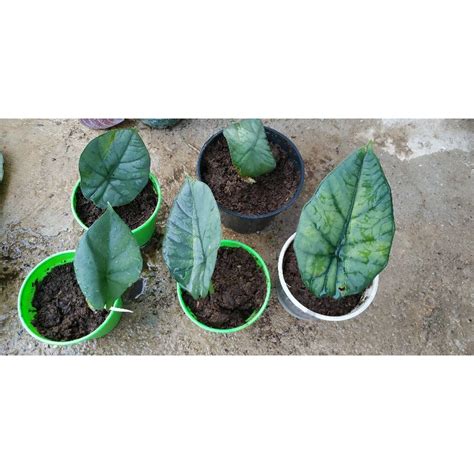 Jual Alocasia Melo Badak Keladi Melo Badak Shopee Indonesia