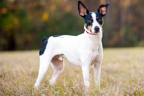 Rat Terrier Dog Breed Information Photo Care History Fellopet