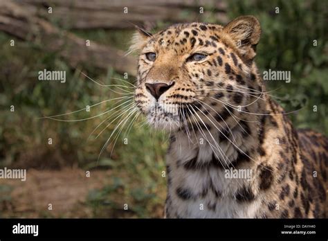 Amur Leopard, close-up Stock Photo - Alamy