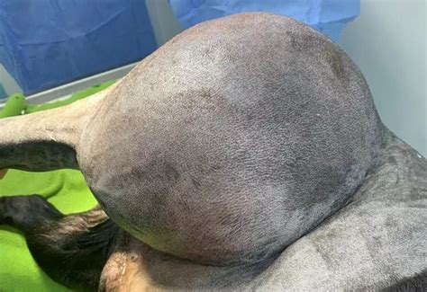 Adorable Dog Has Football Sized 3kg Swelling Tumour Removed From Hip