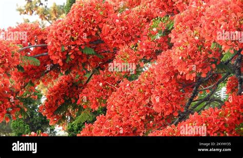 Flamboyant Tree Delonix Regia Flowers Stock Videos And Footage Hd And