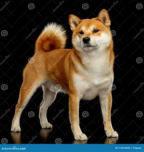 Shiba Inu Dog Isolated On Black Background Stock Photo Image Of