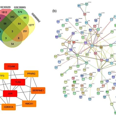 Analysis Of Differential Expression Genes Venn Diagram Protein