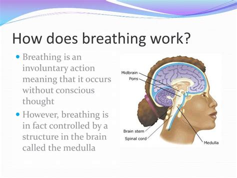 Ppt The Respiratory System Powerpoint Presentation Id