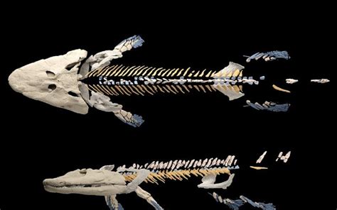 Tiktaalik Fossil: Insights into the Evolution of Land Mobility | Odd ...