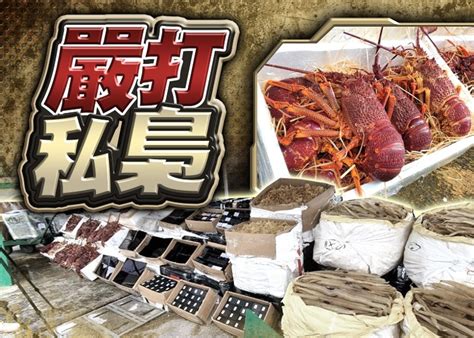 香港仔魚市場反走私 檢值1100萬元貨包括活龍蝦｜即時新聞｜港澳｜oncc東網