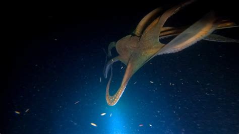 Night Spearfishing Ang Laki Nang Pugita May Mga Blue Crabs Pa YouTube