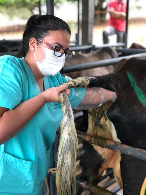 Curso Insemina O Artificial De Bovinos Atp Veterin Ria