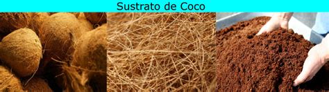 Como Hacer Sustrato De Coco Para Que Sirve Precio