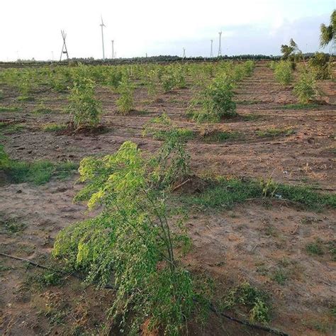 Moringa Drumstick Seeds For Cultivation 250 Grms Appro 700 Seeds