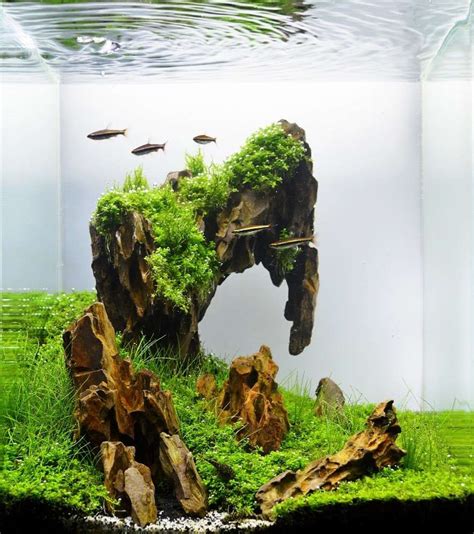 Easy Aquascape Ideas Aquascape Ideas