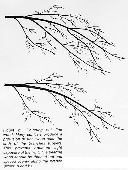 Pruning Old Apple Trees Diagrams