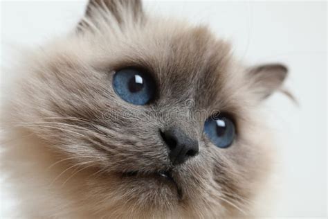 Gato Birmano Con Hermosos Ojos Azules En El Fondo De La Luz Foto De