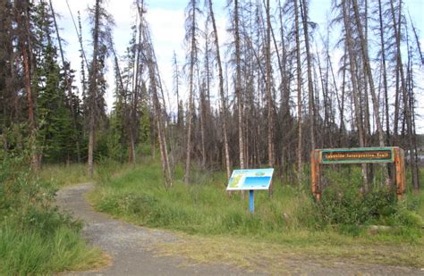 A Guide to Pine Lake Campground, Yukon