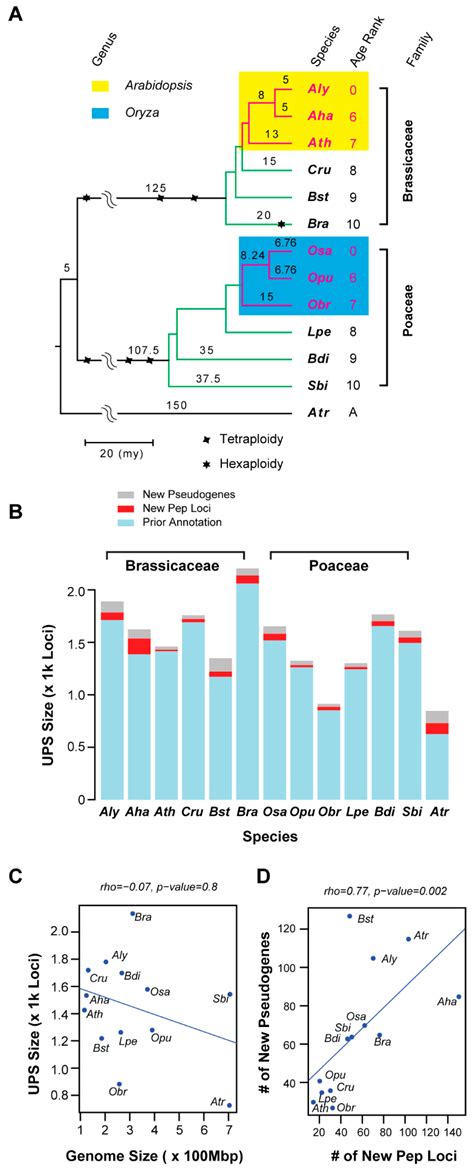 Ijms Free Full Text Diversifying Evolution Of The Ubiquitin 26s Proteasome System In