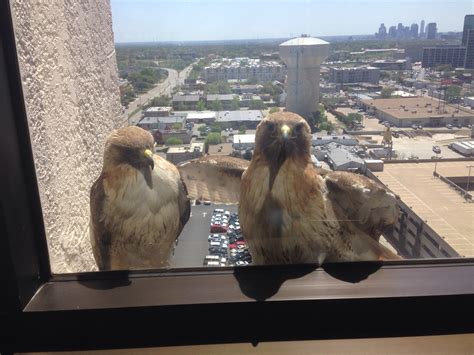 Just Enjoying A Ledge Outside My Office Window Imgur