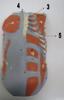 MSS Anatomy Labs 3 Muscles Of Thorax Abdomen Flashcards Quizlet