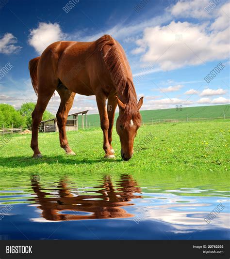 Horse Meadow Image And Photo Free Trial Bigstock