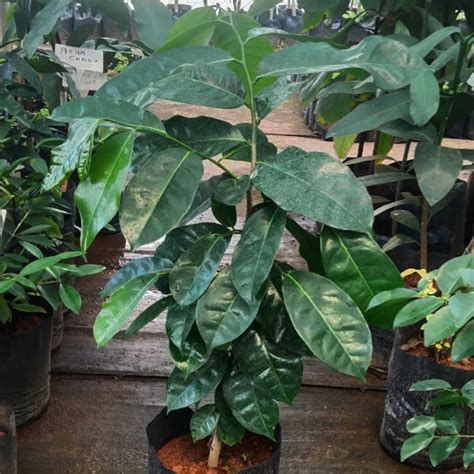 Buy Mountain Soursop Annona Montana Plant Kerala Nursery