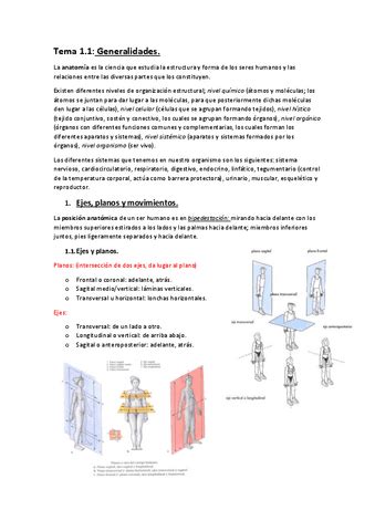 TEMARIO ANATOMIA 1o PARCIAL Pdf