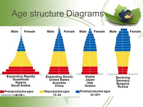 types of age structure diagrams - Wiring Work