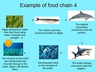 Bottlenose Dolphin Food Chain