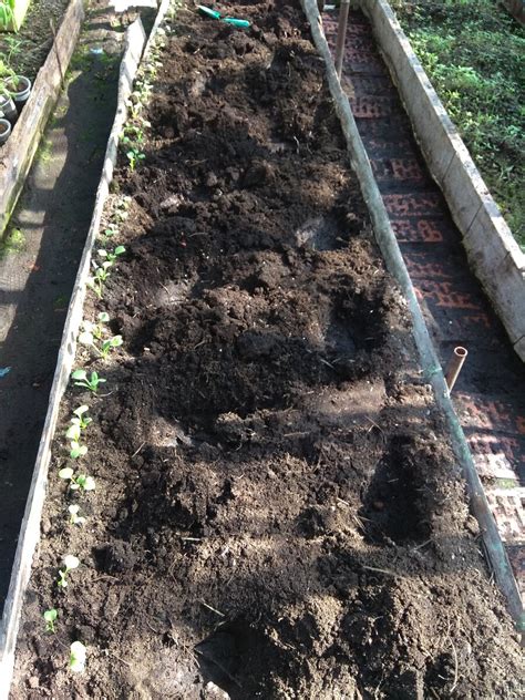 Сеньор помидор на волю! | Солнечная репка 🌞 | Дзен