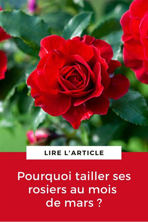 Pourquoi Tailler Ses Rosiers Au Mois De Mars Rosier Taille Rosier