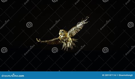 Eurasian Tawny Owl Strix Aluco Adult In Flight Normandy In France