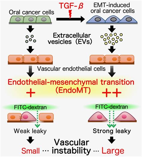 Promotion Of Cancer Progression Via Extracellular VesiclesTokyo