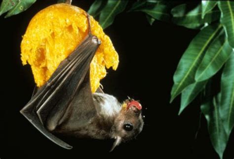 Diferença Entre Morcegos Hematófagos E Frutiferos