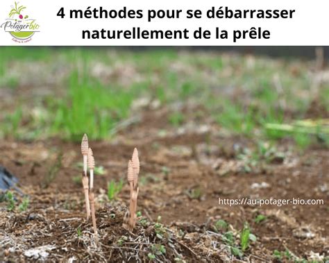 Se débarrasser de la prêle 4 méthodes concrètes Au potager bio