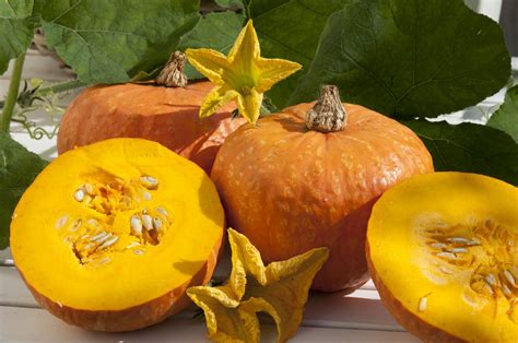 CUCURBITA maxima Mooregold - Muller Seeds