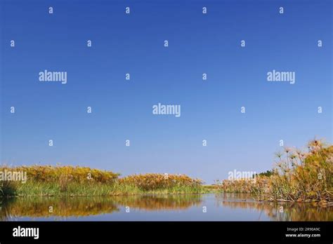 Papyrus in the Okavango Delta Botswana Stock Photo - Alamy