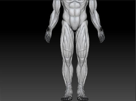 anatomy muscles 3d model