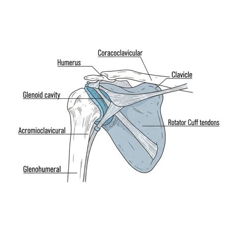 coracoclavicular ligament acromioclavicular joint glenohumeral joint