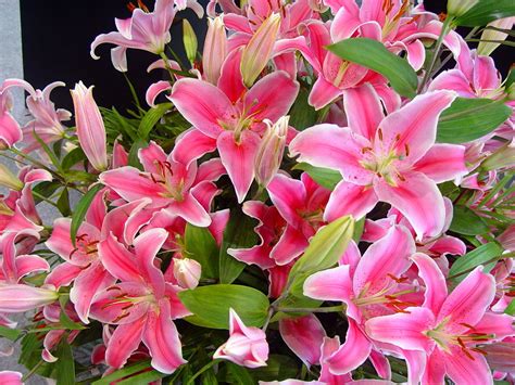 PELUANG USAHA MENANAM BUNGA LILY | Tips Petani